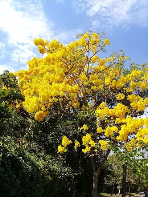 Parque Lineal Rio Pitillal